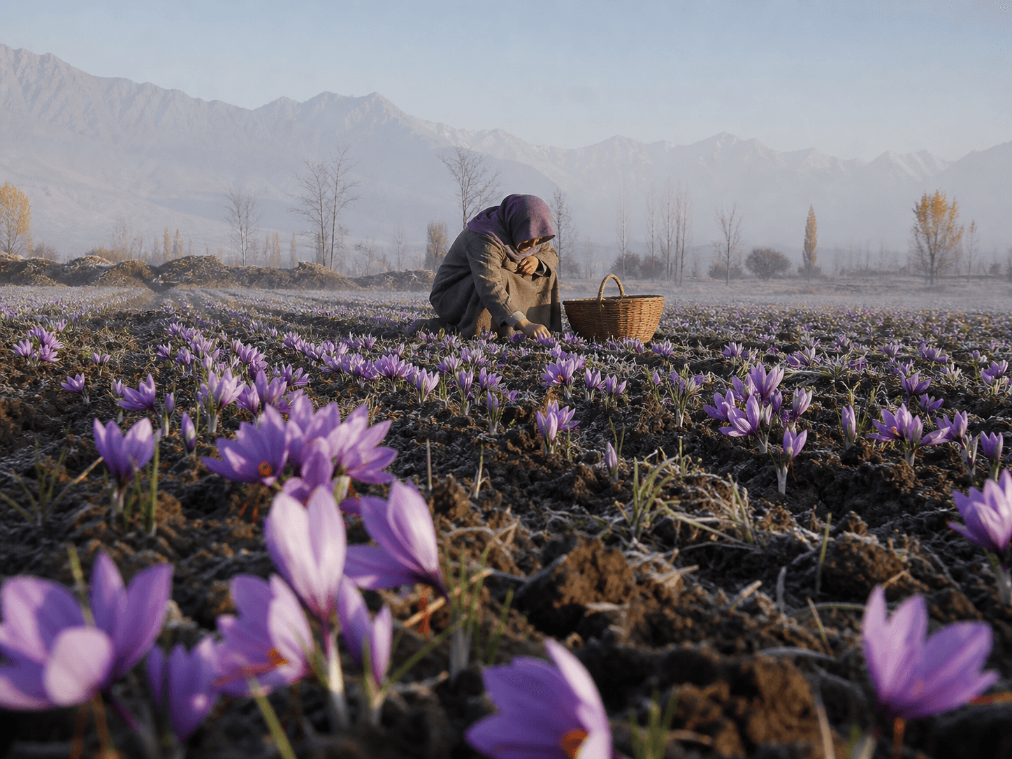 Saffron flowers being gathered by hand in Pampore