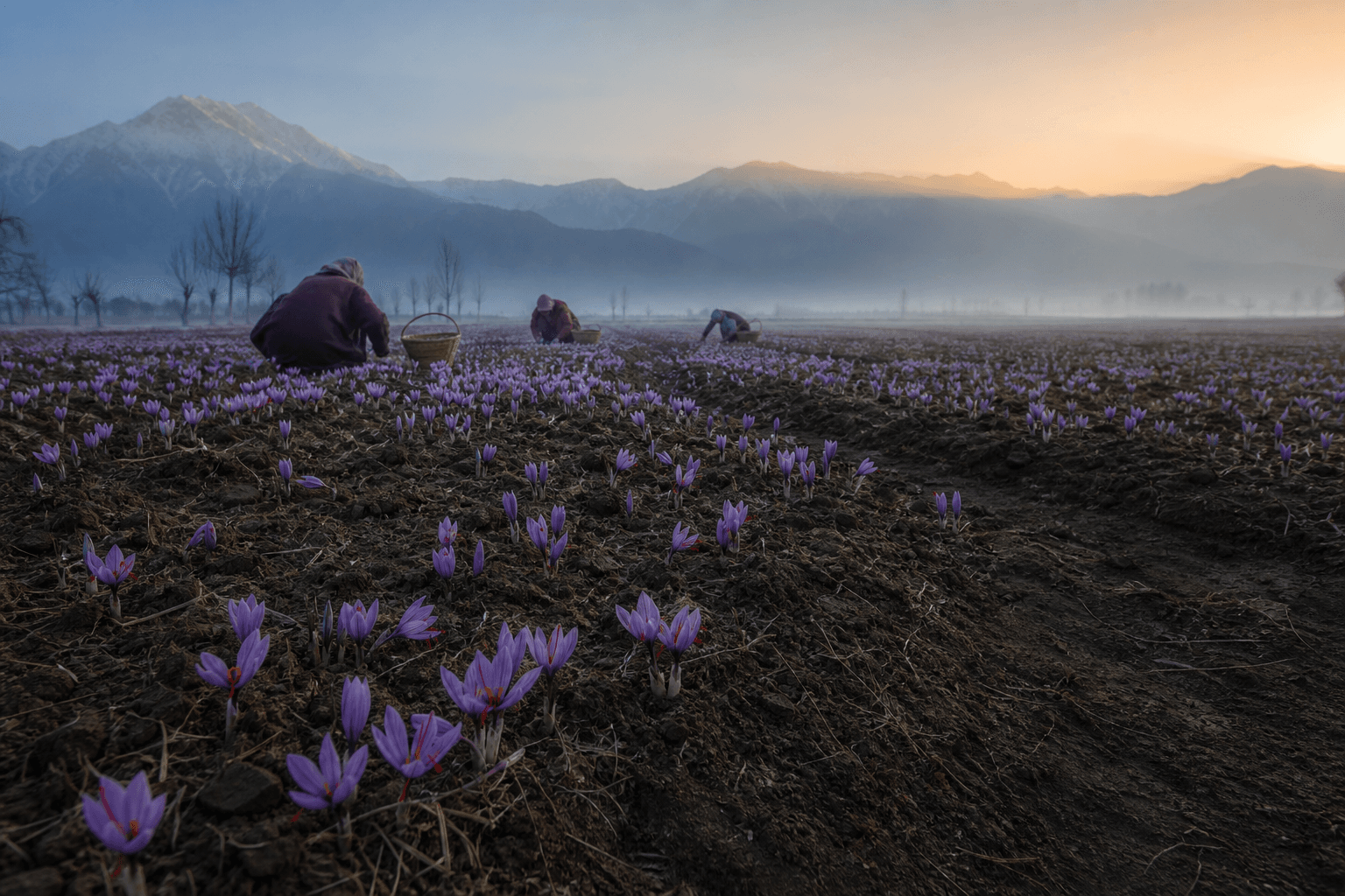 Saffron harvesters working across the Pampore valley at dawn